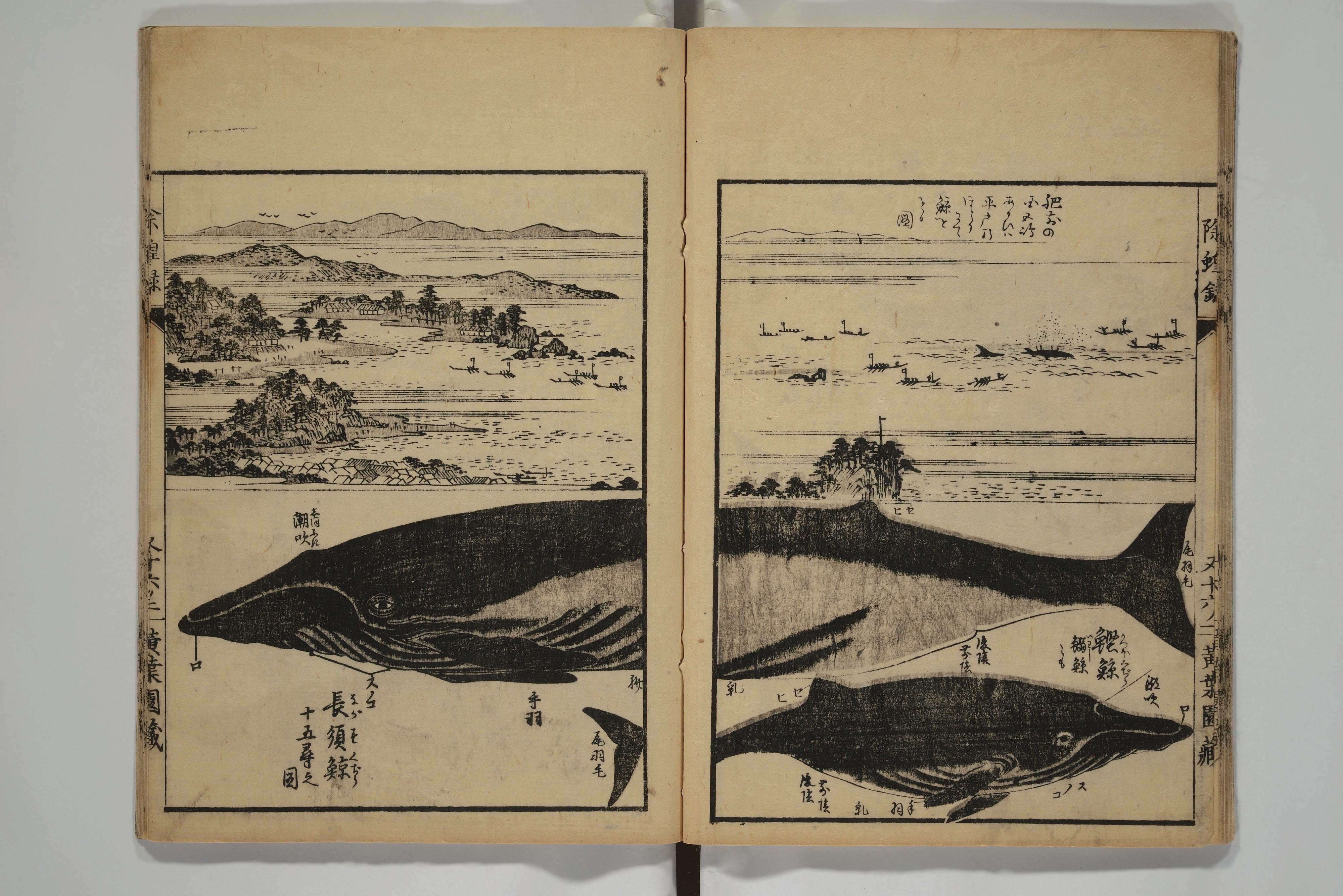 Une baleine japonaise de Hasegawa Settan en 1829.